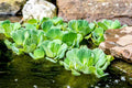Vegetable Seeds,Garden seeds, Seeds For Planting,Plant Seeds