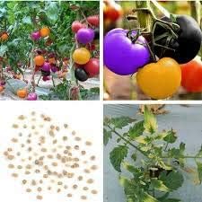 Vegetable Seeds,Garden seeds, Seeds For Planting,Plant Seeds