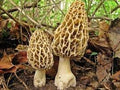 Vegetable Seeds,Garden seeds, Seeds For Planting,Plant Seeds