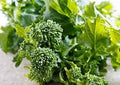 Vegetable Seeds,Garden seeds, Seeds For Planting,Plant Seeds