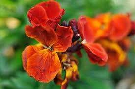 Flower Seeds, Seeds,Seeds For Planting,Plant Seeds