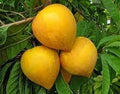 Fruit Seeds,Garden seeds, Seeds For Planting,Plant Seeds