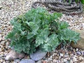 Vegetable Seeds,Garden seeds, Seeds For Planting,Plant Seeds