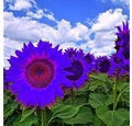 Flower Seeds, Seeds,Seeds For Planting,Plant Seeds
