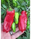 Vegetable Seeds,Garden seeds, Seeds For Planting,Plant Seeds