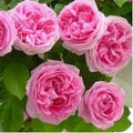 Flower Seeds, Seeds,Seeds For Planting,Plant Seeds