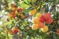 Fruit Seeds,Garden seeds, Seeds For Planting,Plant Seeds
