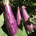 Vegetable Seeds,Garden seeds, Seeds For Planting,Plant Seeds