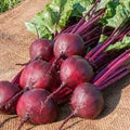 Vegetable Seeds,Garden seeds, Seeds For Planting,Plant Seeds