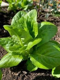 Vegetable Seeds,Garden seeds, Seeds For Planting,Plant Seeds