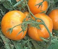 Vegetable Seeds,Garden seeds, Seeds For Planting,Plant Seeds