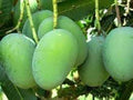 Fruit Seeds,Garden seeds, Seeds For Planting,Plant Seeds