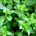 Herb Seeds,Garden seeds, Seeds For Planting,Plant Seeds