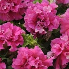 Flower Seeds, Seeds,Seeds For Planting,Plant Seeds