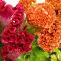 Flower Seeds, Seeds,Seeds For Planting,Plant Seeds