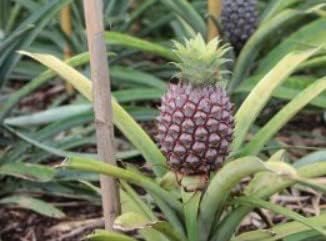 Fruit Seeds,Garden seeds, Seeds For Planting,Plant Seeds