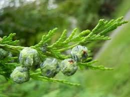 Flower Seeds, Seeds,Seeds For Planting,Plant Seeds