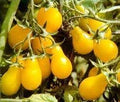 Vegetable Seeds,Garden seeds, Seeds For Planting,Plant Seeds