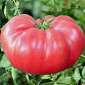 Vegetable Seeds,Garden seeds, Seeds For Planting,Plant Seeds