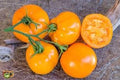 Vegetable Seeds,Garden seeds, Seeds For Planting,Plant Seeds