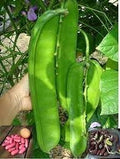 Vegetable Seeds,Garden seeds, Seeds For Planting,Plant Seeds