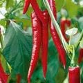 Vegetable Seeds,Garden seeds, Seeds For Planting,Plant Seeds