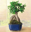 Flower Seeds, Seeds,Seeds For Planting,Plant Seeds