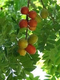 Fruit Seeds,Garden seeds, Seeds For Planting,Plant Seeds