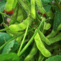 Vegetable Seeds,Garden seeds, Seeds For Planting,Plant Seeds
