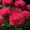 Flower Seeds, Seeds,Seeds For Planting,Plant Seeds