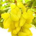 Fruit Seeds,Garden seeds, Seeds For Planting,Plant Seeds