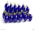 Vegetable Seeds,Garden seeds, Seeds For Planting,Plant Seeds