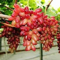 Fruit Seeds,Garden seeds, Seeds For Planting,Plant Seeds
