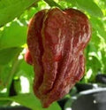 Vegetable Seeds,Garden seeds, Seeds For Planting,Plant Seeds