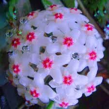 Hoya Flower Seeds for Planting – Heirloom, Non-GMO, High Germination L –  Earthechoseeds