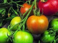 Vegetable Seeds,Garden seeds, Seeds For Planting,Plant Seeds