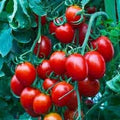Vegetable Seeds,Garden seeds, Seeds For Planting,Plant Seeds