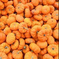 Fruit Seeds,Garden seeds, Seeds For Planting,Plant Seeds