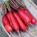 Vegetable Seeds,Garden seeds, Seeds For Planting,Plant Seeds