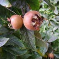 Fruit Seeds,Garden seeds, Seeds For Planting,Plant Seeds