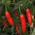 Vegetable Seeds,Garden seeds, Seeds For Planting,Plant Seeds