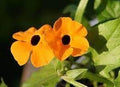 Flower Seeds, Seeds,Seeds For Planting,Plant Seeds