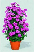 Flower Seeds, Seeds,Seeds For Planting,Plant Seeds