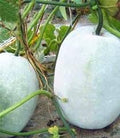 Vegetable Seeds,Garden seeds, Seeds For Planting,Plant Seeds