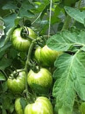 Vegetable Seeds,Garden seeds, Seeds For Planting,Plant Seeds