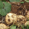 Vegetable Seeds,Garden seeds, Seeds For Planting,Plant Seeds
