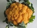 Vegetable Seeds,Garden seeds, Seeds For Planting,Plant Seeds