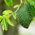 Fruit Seeds,Garden seeds, Seeds For Planting,Plant Seeds