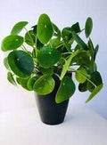 Vegetable Seeds,Garden seeds, Seeds For Planting,Plant Seeds