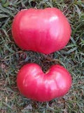 Vegetable Seeds,Garden seeds, Seeds For Planting,Plant Seeds